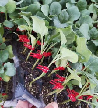 洛宁哪里卖嫁接的圆茄子苗,宜阳黑宝圆茄种苗厂2026